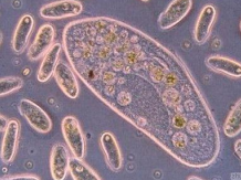 水處理的消毒方法